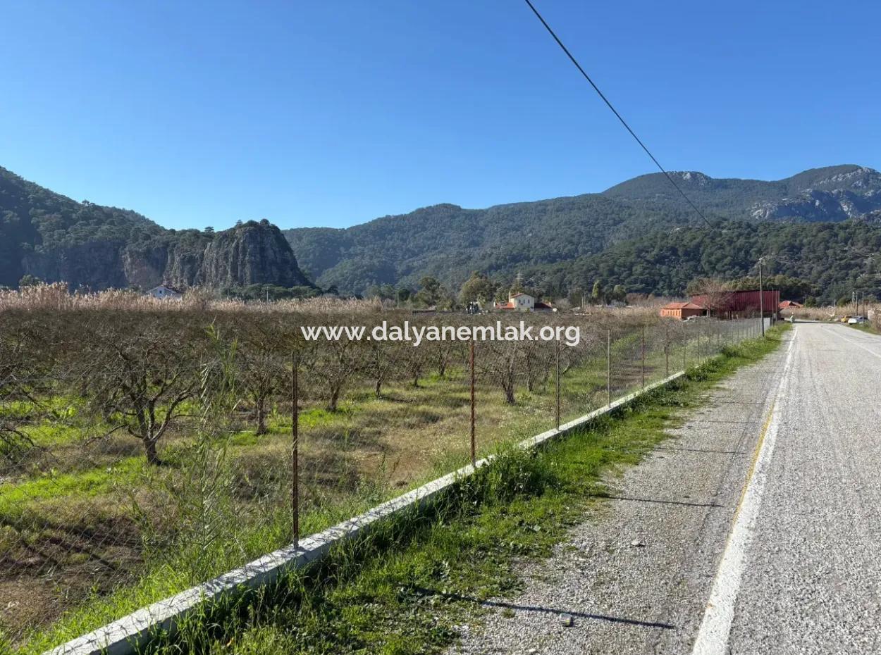 5985M2 5% Zoniertes Land Zum Verkauf In Dalyan Als Weinberggarten