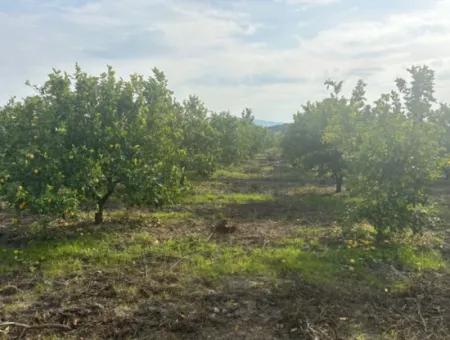 Einzeleigentumsurkunde 5617M2 Zitronengarten Zum Verkauf In Tepearası