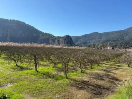 5985M2 5% Zoniertes Land Zum Verkauf In Dalyan Als Weinberggarten