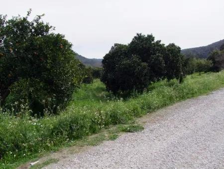 Bad Für Verkauf In Orange Grove 24,000M2 Zum Verkauf In Der Nähe Von Dem Meer Garten Zum Verkauf Schnäppchen