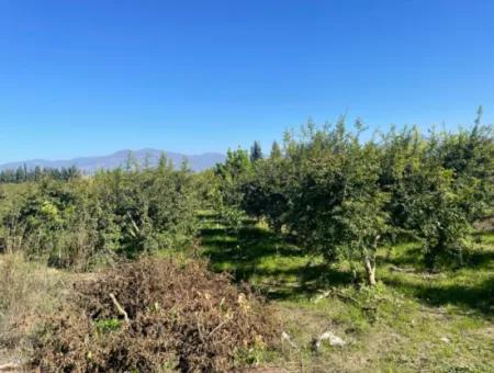 2223M2 Felder Zum Verkauf In Dalyan