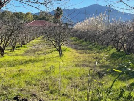 Dalyan Iztuzu Road Zero 5216M2 Feldgrundstück Zum Verkauf