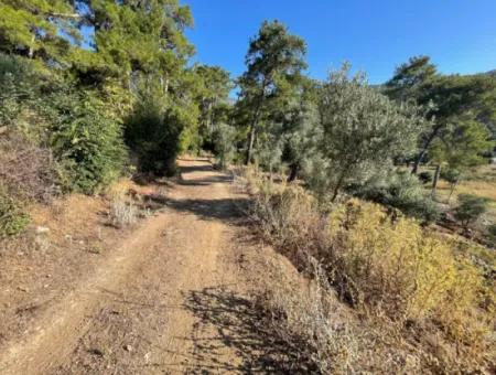 1.320M2 Feld Zum Verkauf Im Zentrum Von Çandır Am Wald