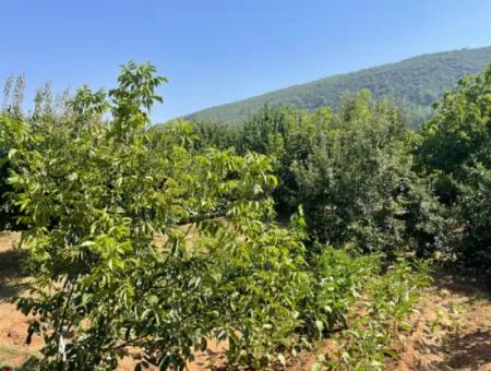 Muğla Ula Köprübaşı Mahallesin In 2378M2 Grundstück In 3 1 Vlla Zu Verkaufen