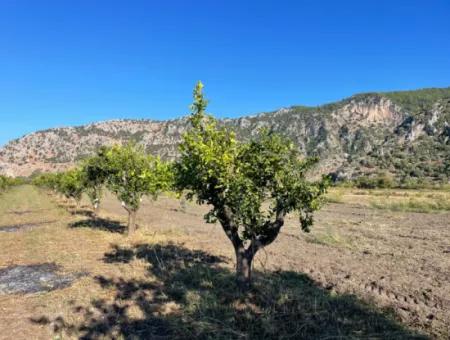 Grundstück Zum Verkauf In Dalyan In Der Nähe Des Zentrums Von 6600M2