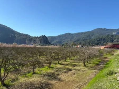 5985M2 5% Zoned Land For Sale In Dalyan As Vineyard Garden