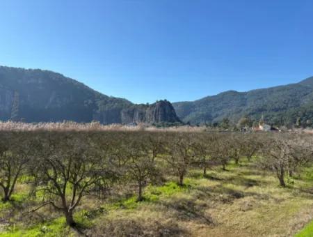 5985M2 5% Zoned Land For Sale In Dalyan As Vineyard Garden