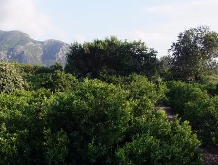 Near The Centre Of Dalyan In Dalyan Plot For Sale For Sale 987M2