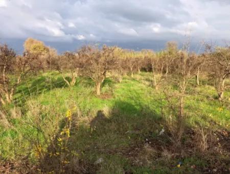 Dalyan Land For Sale Near The Center 3000M2 5% Zoning Land For Sale