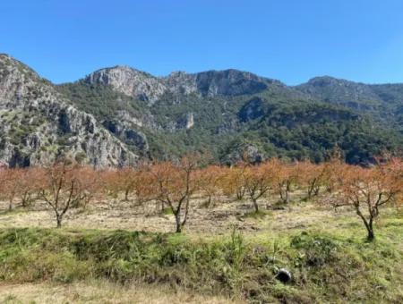 9310M2 Land For Sale In Dalyan