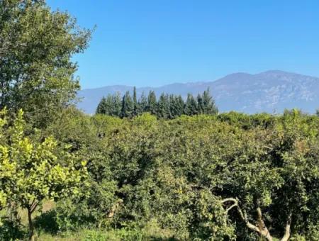 2223M2 Fields For Sale In Dalyan