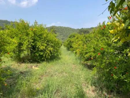 7800M2 Land For Sale At The Beginning Of Iztuzu Beach Road In Gökbel