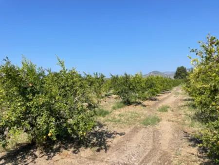 10,000M2 Pomegranate Garden For Sale In Dalyan Arıkbaşı And Gerendüzün