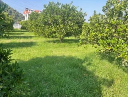 Land For Sale In Gulpinar, Dalyan 722M2