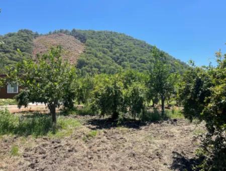 Road-New 6820M2 Pomegranate And Lemon Orchard Is For Sale In Tepearası