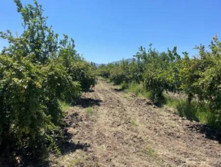 Road-New 6820M2 Pomegranate And Lemon Orchard Is For Sale In Tepearası