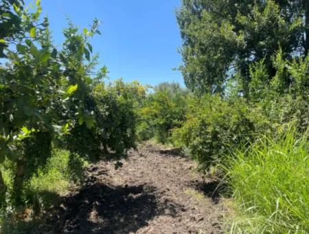 Road-New 6820M2 Pomegranate And Lemon Orchard Is For Sale In Tepearası