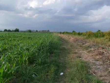 Dalyan Satılık Tarla Dalyan Merkeze Yakın 14,612M2 Satılık Tarla