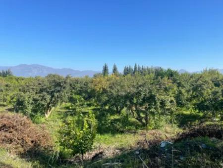 Dalyan'da Satılık 2223M2 Tarla