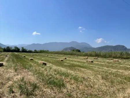 Dalyan'da İztuzu Yoluna Sıfır 6,500M2 Satılık Tarla