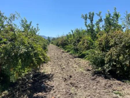 Tepearasın'da Yol Sıfır 6820M2 Nar Ve Limon Bahçesi Satılıktır